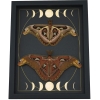Real Atlas Moth Pair Gothic Moon Phases Attacus Atlas Moth Set Framed Taxidermy