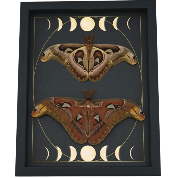 Real Atlas Moth Pair Gothic Moon Phases Attacus Atlas Moth Set Framed Taxidermy