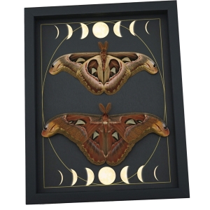 Real Atlas Moth Pair Gothic Moon Phases Attacus Atlas Moth Set Framed Taxidermy