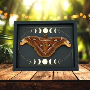 Resting Atlas Moth Moon Phases Attacus Atlas Gothic Framed Taxidermy Display