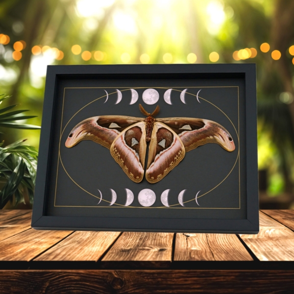 Resting Atlas Moth Moon Phases Attacus Atlas verso Gothic Framed Taxidermy Display