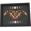Resting Atlas Moth Moon Phases Attacus Atlas verso Gothic Framed Taxidermy Display