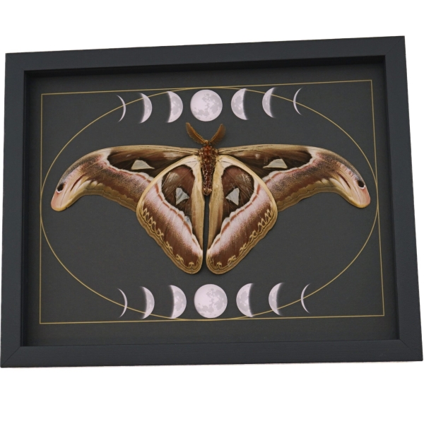 Resting Atlas Moth Moon Phases Attacus Atlas verso Gothic Framed Taxidermy Display