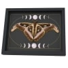 Resting Atlas Moth Moon Phases Attacus Atlas verso Gothic Framed Taxidermy Display