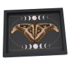 Resting Atlas Moth Moon Phases Attacus Atlas verso Gothic Framed Taxidermy Display
