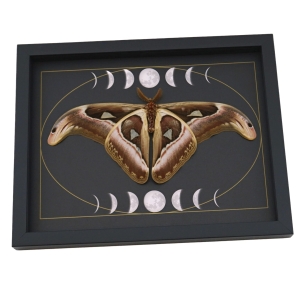 Resting Atlas Moth Moon Phases Attacus Atlas verso Gothic Framed Taxidermy Display