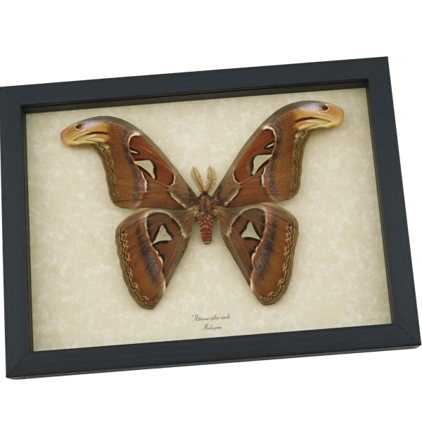 Real Snake Head Moth Attacus Atlas Male Large Framed Taxidermy Display