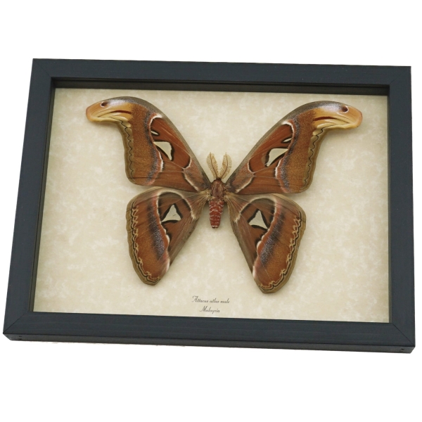 Real Snake Head Moth Attacus Atlas Male Large Framed Taxidermy Display