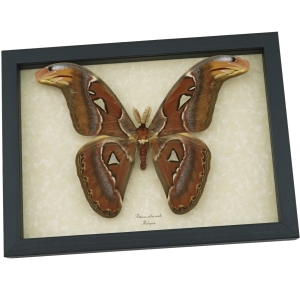 Attacus atlas Moth Male Xl Real Framed Taxidermy Display