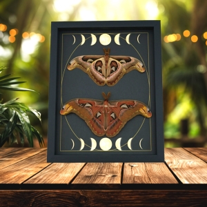 Real Atlas Moth Pair Gothic Moon Phases Attacus Atlas Moth Set Framed Taxidermy