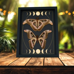 Real Atlas Moth Pair Gothic Moon Phases Attacus Atlas verso Moth Set Framed Taxidermy