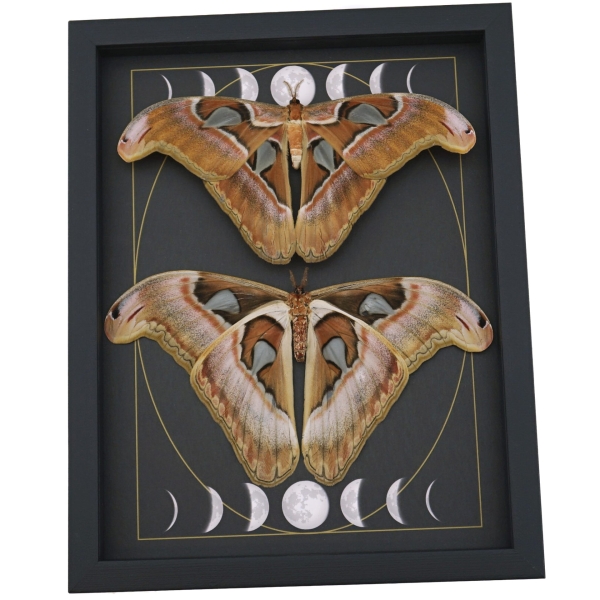 Giant Gothic Moth Set Moon Phases Attacus lorquinii Female Resting Framed Taxidermy Display