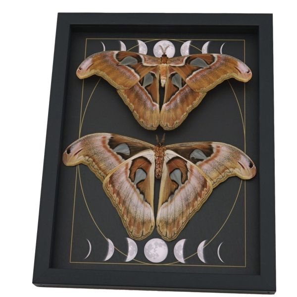Giant Gothic Moth Set Moon Phases Attacus lorquinii Female Resting Framed Taxidermy Display