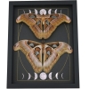 Giant Gothic Moth Set Moon Phases Attacus lorquinii Female Resting Framed Taxidermy Display