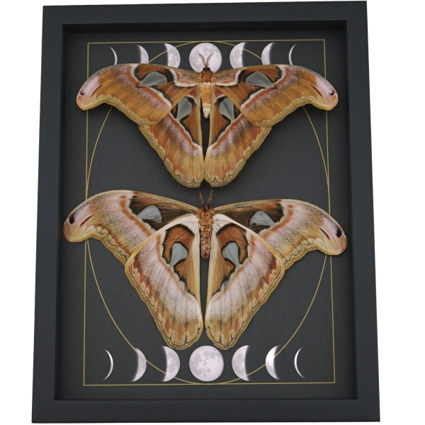 Giant Gothic Moth Set Moon Phases Attacus lorquinii Female Resting Framed Taxidermy Display