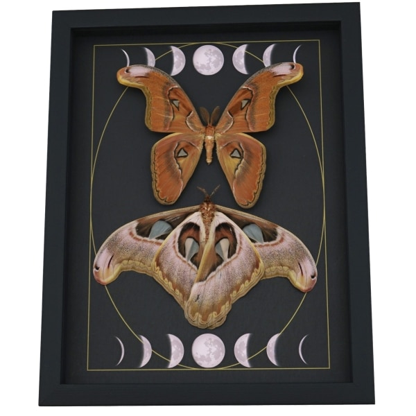 Giant Gothic Moth Set Moon Phases Attacus lorquinii Pair Resting Framed Taxidermy Display
