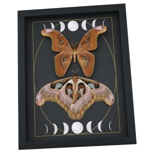 Giant Gothic Moth Set Moon Phases Attacus lorquinii Pair Resting Framed Taxidermy Display