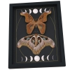 Giant Gothic Moth Set Moon Phases Attacus lorquinii Pair Resting Framed Taxidermy Display