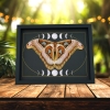 Giant Resting Moth Phases of the Moon Attacus lorquinii Female verso Gothic Framed Taxidermy Display