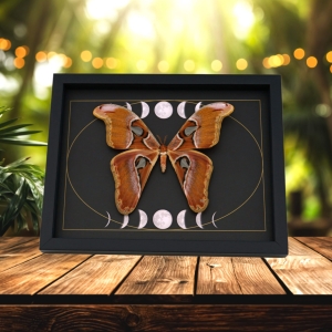 Giant Gothic Moth Phases of the Moon Attacus lorquinii Female Framed Taxidermy Display