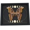 Giant Moth Phases of the Moon Attacus lorquinii Female Gothic Framed Taxidermy Display