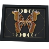 Giant Moth Phases of the Moon Attacus lorquinii Female Gothic Framed Taxidermy Display