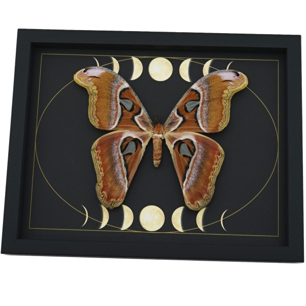 Giant Moth Phases of the Moon Attacus lorquinii Female Gothic Framed Taxidermy Display