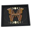 Giant Moth Phases of the Moon Attacus lorquinii Female Gothic Framed Taxidermy Display