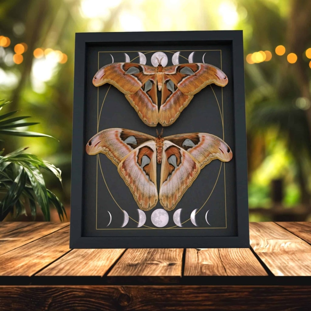 Giant Gothic Moth Set Moon Phases Attacus lorquinii Female Resting Framed Taxidermy Display