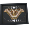 Giant Resting Moth Phases of the Moon Attacus lorquinii Female verso Gothic Framed Taxidermy Display
