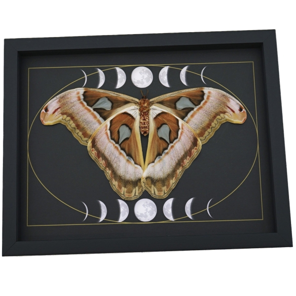 Giant Resting Moth Phases of the Moon Attacus lorquinii Female verso Gothic Framed Taxidermy Display