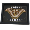Giant Resting Moth Phases of the Moon Attacus lorquinii Female verso Gothic Framed Taxidermy Display