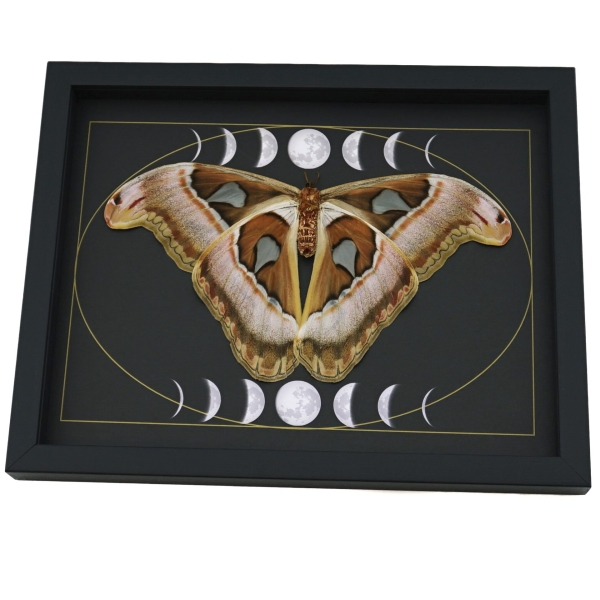 Giant Resting Moth Phases of the Moon Attacus lorquinii Female verso Gothic Framed Taxidermy Display