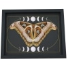 Giant Resting Moth Phases of the Moon Attacus lorquinii Female verso Gothic Framed Taxidermy Display
