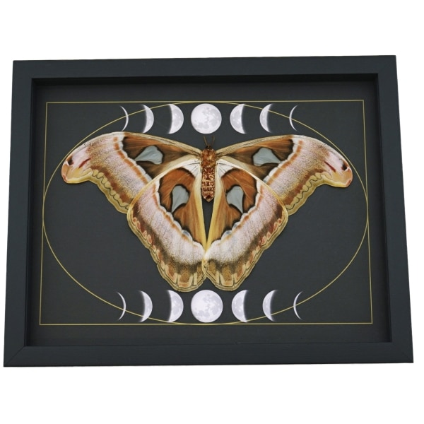 Giant Resting Moth Phases of the Moon Attacus lorquinii Female verso Gothic Framed Taxidermy Display