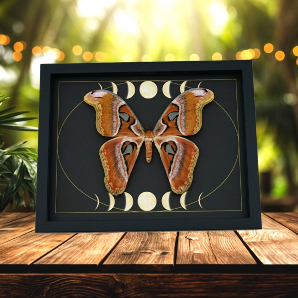 Giant Moth Phases of the Moon Attacus lorquinii Female Gothic Framed Taxidermy Display