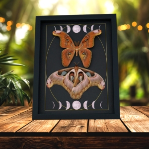 Giant Gothic Moth Set Moon Phases Attacus lorquinii Pair Resting Framed Taxidermy Display