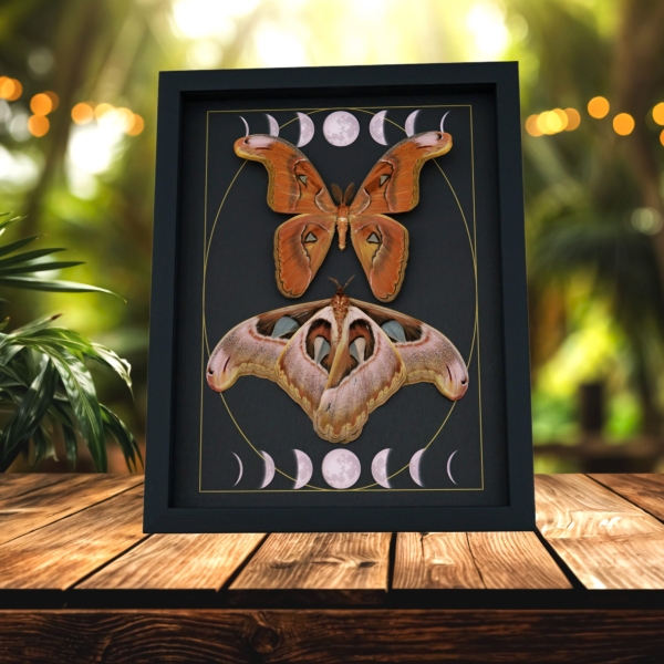 Giant Gothic Moth Set Moon Phases Attacus lorquinii Pair Resting Framed Taxidermy Display
