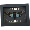 Real Blue Cicada Gothic Moon Phases Tosena splendida Framed Insect Taxidermy Display