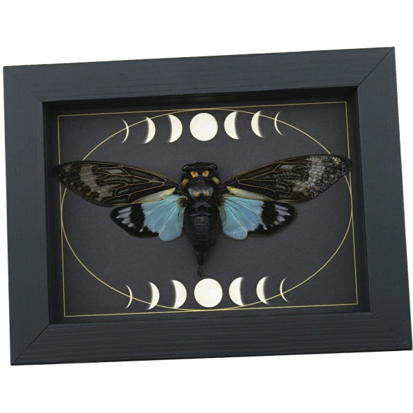Real Blue Cicada Gothic Moon Phases Tosena splendida Framed Insect Taxidermy Display