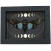 Real Blue Cicada Gothic Moon Phases Tosena splendida Framed Insect Taxidermy Display