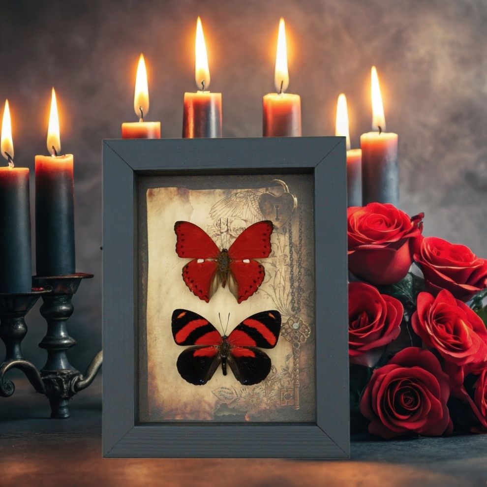 Real Red Heart Butterfly Set Gothic Old World Lock Key Framed Taxidermy Real Red Heart Butterfly Set Gothic Old World Lock Key Framed Taxidermy