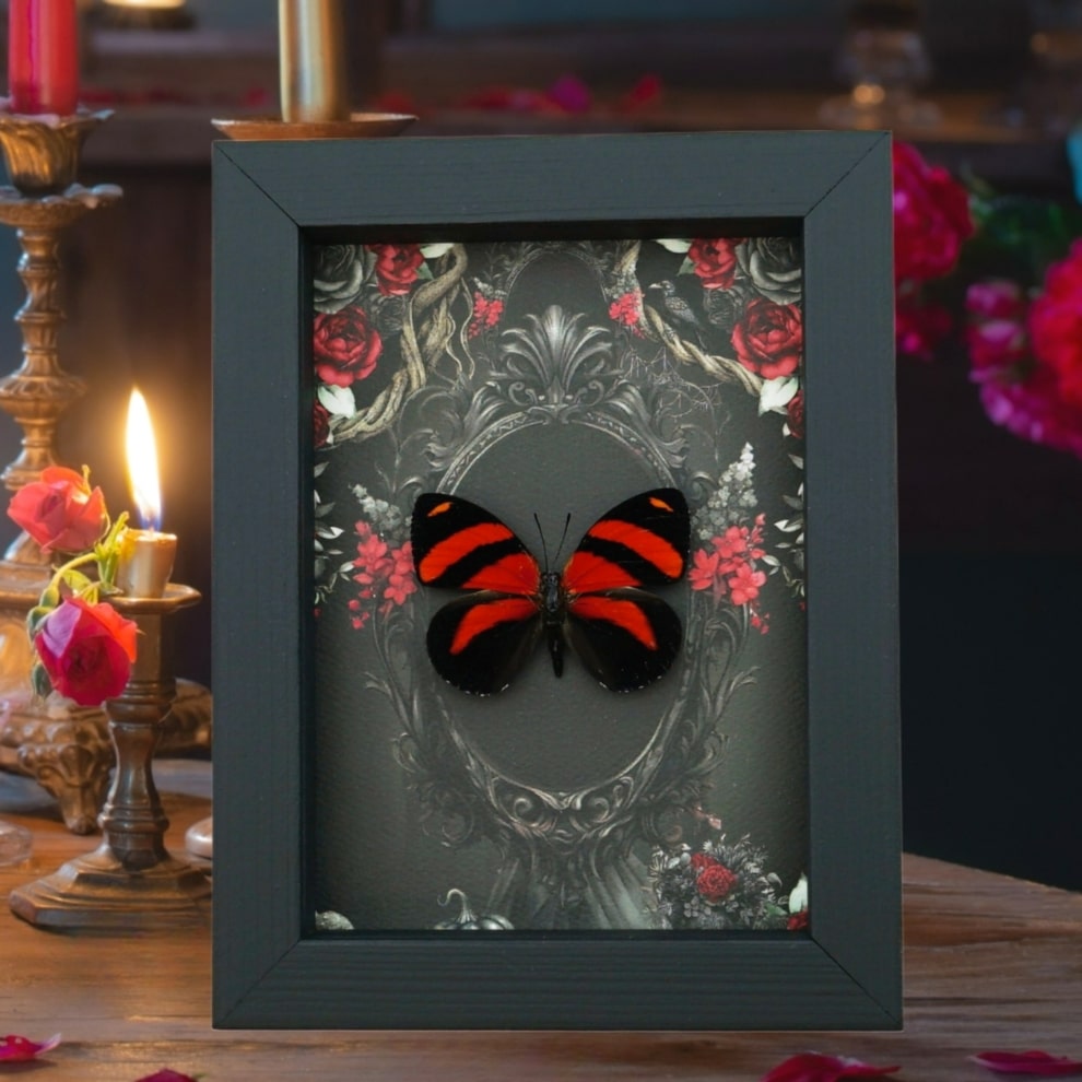 Blood Red Butterfly Gothic Black Roses Catagramma cynosura Real Framed Taxidermy Display