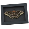 Hyalophora cecropia columbia Female Hybrid Resting Moth Rare Framed Moonlight Display