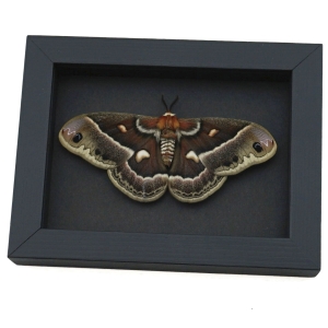 Hyalophora cecropia columbia Female Hybrid Resting Moth Rare Framed Moonlight Display