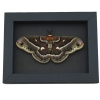 Hyalophora cecropia columbia Female Hybrid Resting Moth Rare Framed Moonlight Display