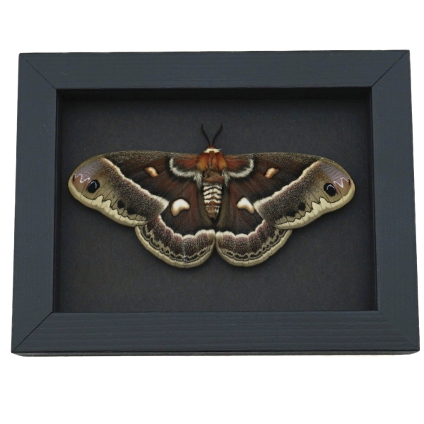 Hyalophora cecropia columbia Female Hybrid Resting Moth Rare Framed Moonlight Display