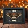 Real Resting Moth Moon phases Hyalophora cecropia Female Framed Taxidermy Display