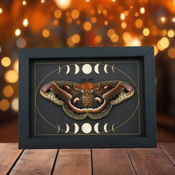 Real Resting Moth Moon phases Hyalophora cecropia Female Framed Taxidermy Display