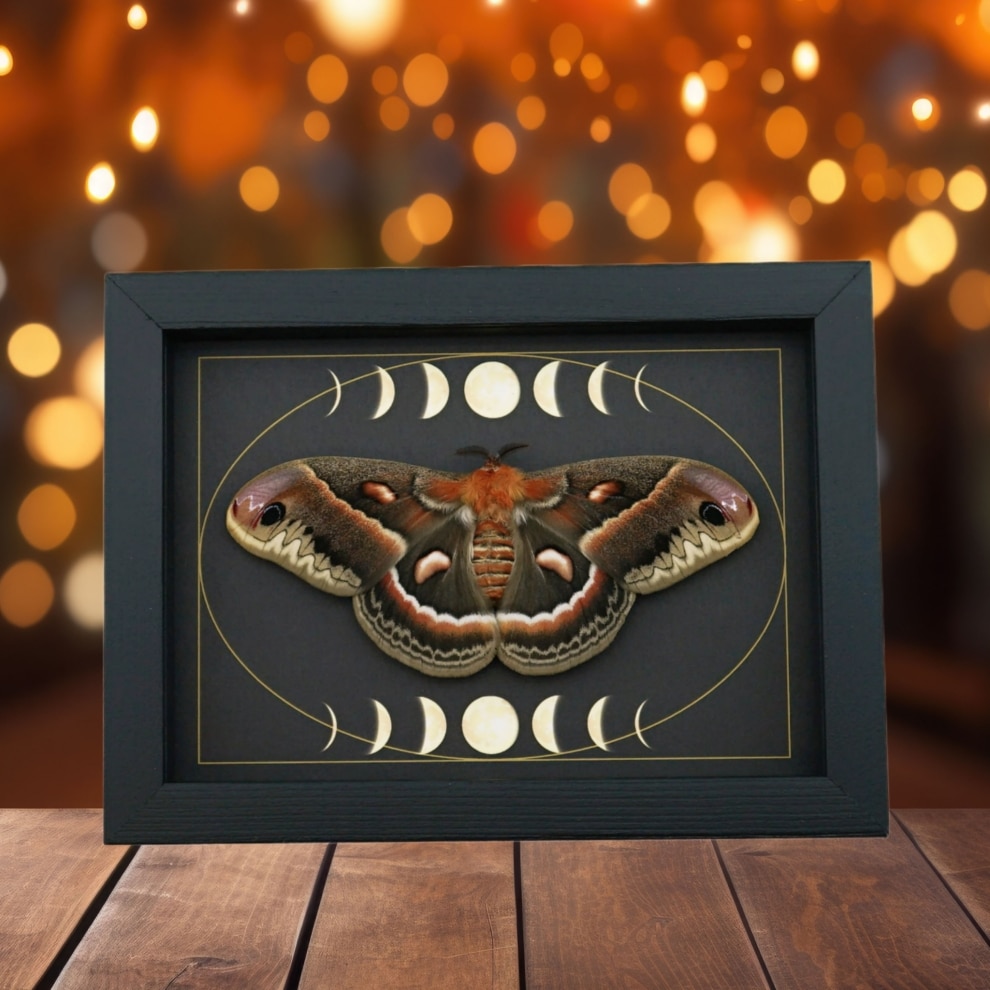 Real Resting Moth Moon phases Hyalophora cecropia Female Framed Taxidermy Display Real Resting Moth Moon phases Hyalophora cecropia Female Framed Taxidermy Display